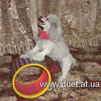 Клоун-фокусник и жонглёр, голуби, собачки