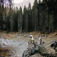 Виктор Янковский