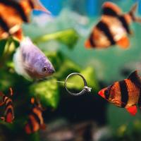Voloshki photography