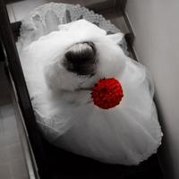 Фотограф Бойко Віктор
