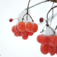 Фотостудія Фокус
